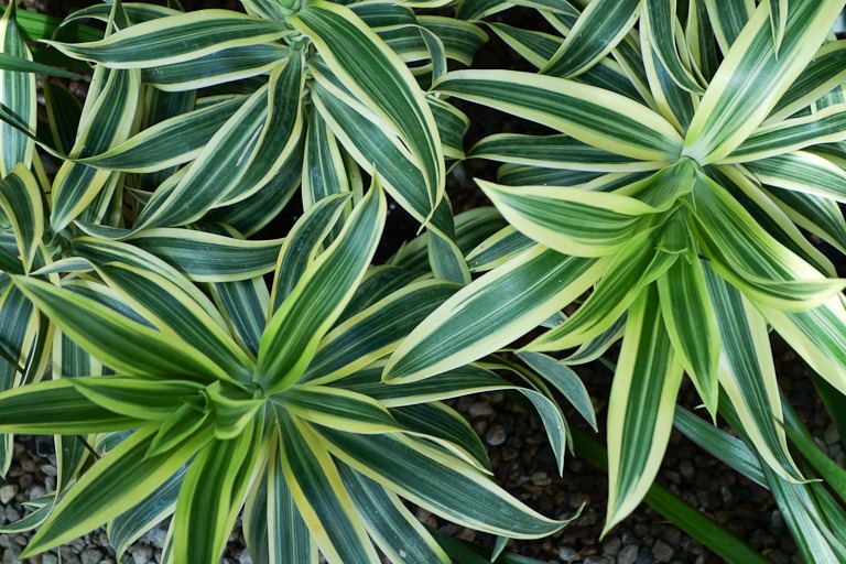 Dracaena, clean air plant, indoor plant, indoor gardening, indoors, green, gardening, spider plant