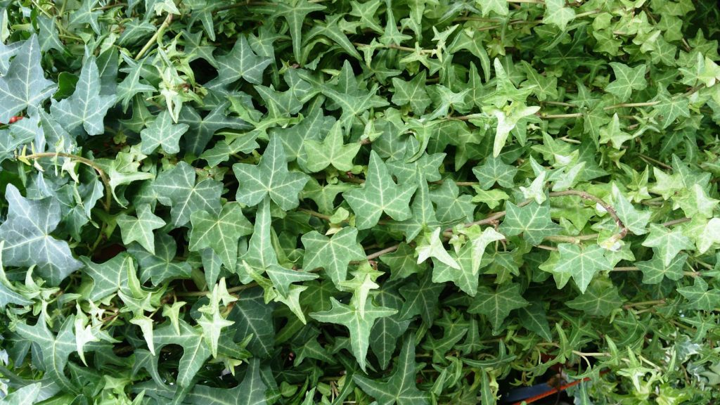 Hedra Helix English Ivy, Ivy, Indoor Plant, Clean Air Plants, health, indoor gardening, planting plants, healthy 