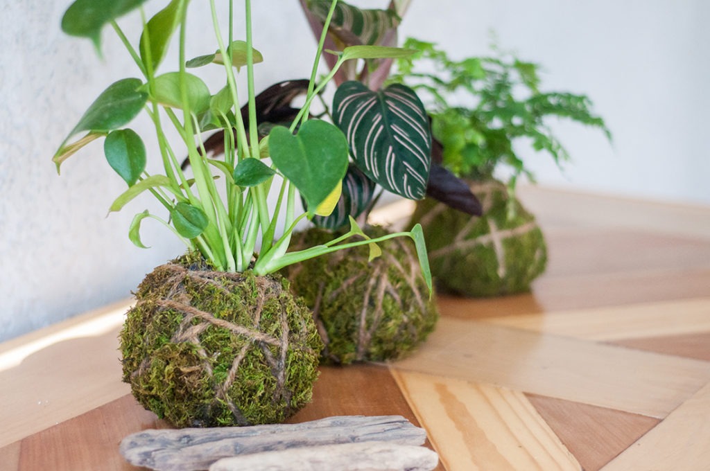 kokedama, how to, diy, plant lovers, gardening, houseplants, indoor plants, gardening, gardener, planting, art, plant food, care, kokedama care, how to care for your kokedama, liquid plant food, feeding, neptunes harvest
