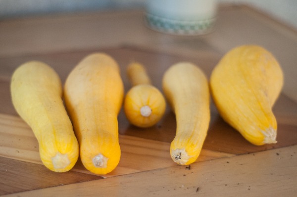 summer squash, yellow squash, garden, gardening, organic, squash recipes, vegetables, summer veggies, raised bed gardening, yellow, food, recipe, yum gardening, planting