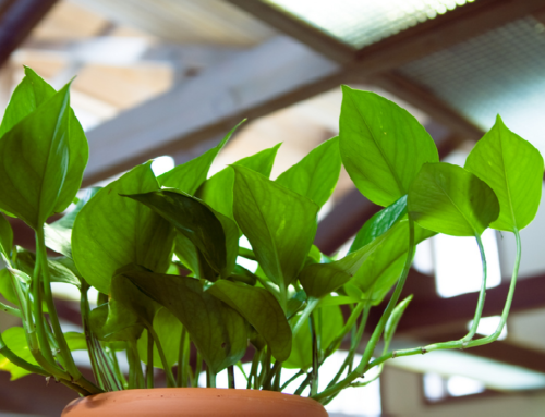 Houseplants that Clean the Air