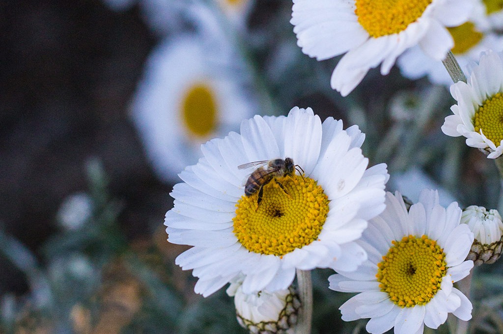 bees, protecting bees, gardening, gardens, heart and frond, home decor, kokedama, beehive, environment, health, local, shop local